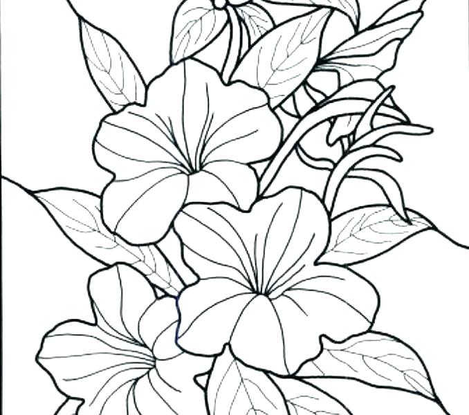 678x600 Flower Coloring - Hawaii State Flower Drawing. 