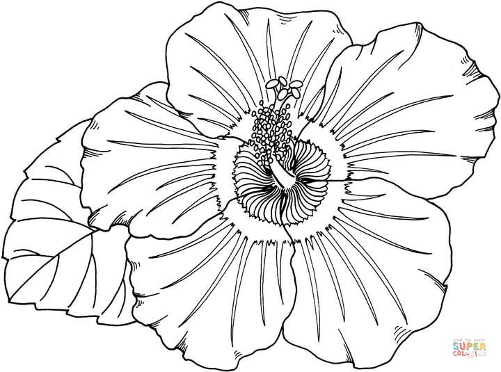 720x535 free printable hibiscus coloring pages beautiful hawaii state - Hawaii State Flower Drawing