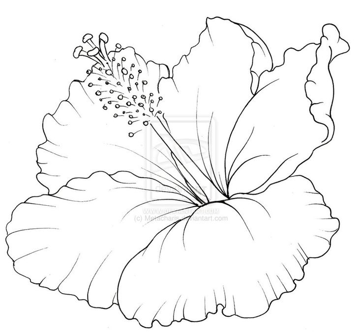 736x676 hawaiian flower drawing - Hawaiian Flower Drawing