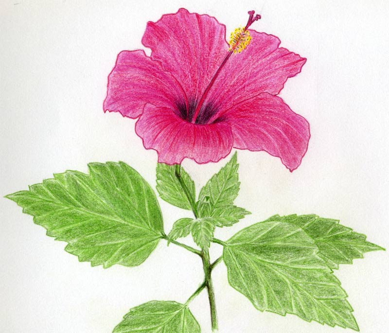 800x685 Hibiscus Flowers Drawing Tutorial - Hawaiian Flower Drawing