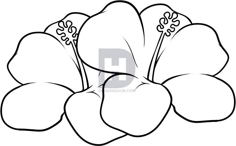 789x490 how to draw hawaiian flowers, step - Hawaiian Flower Drawing