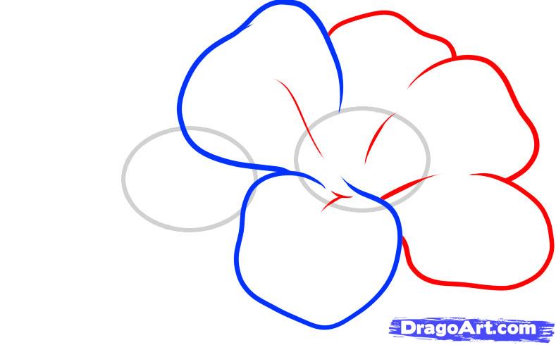 789x490 how to draw hawaiian flowers, step - Hawaiian Flower Drawing