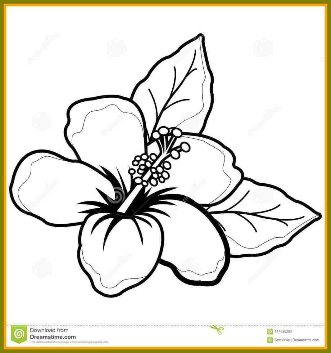 1066x1138 flowers drawings hawaiian flowers to draw how a flower free - Hawaiian Flower Drawing