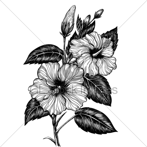 500x500 Hibiscus Flower Drawing Gl Stock Images - Hawaiian Hibiscus Drawing