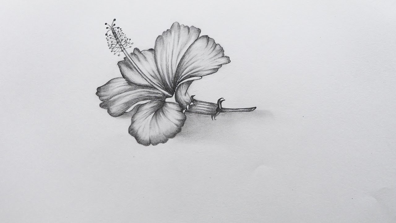 1280x720 How To Sketch Hibiscus Flower - Hawaiian Hibiscus Drawing