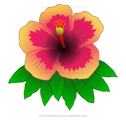 520x504 How To Create A Hibiscus Drawing - Hawaiian Hibiscus Drawing