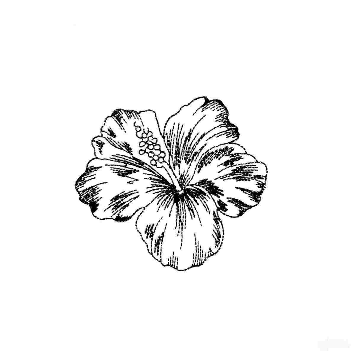 1185x1185 draw a cartoon hibiscus flower wikihowrhwikihowcom easy hawaiian - Hawaiian Hibiscus Drawing