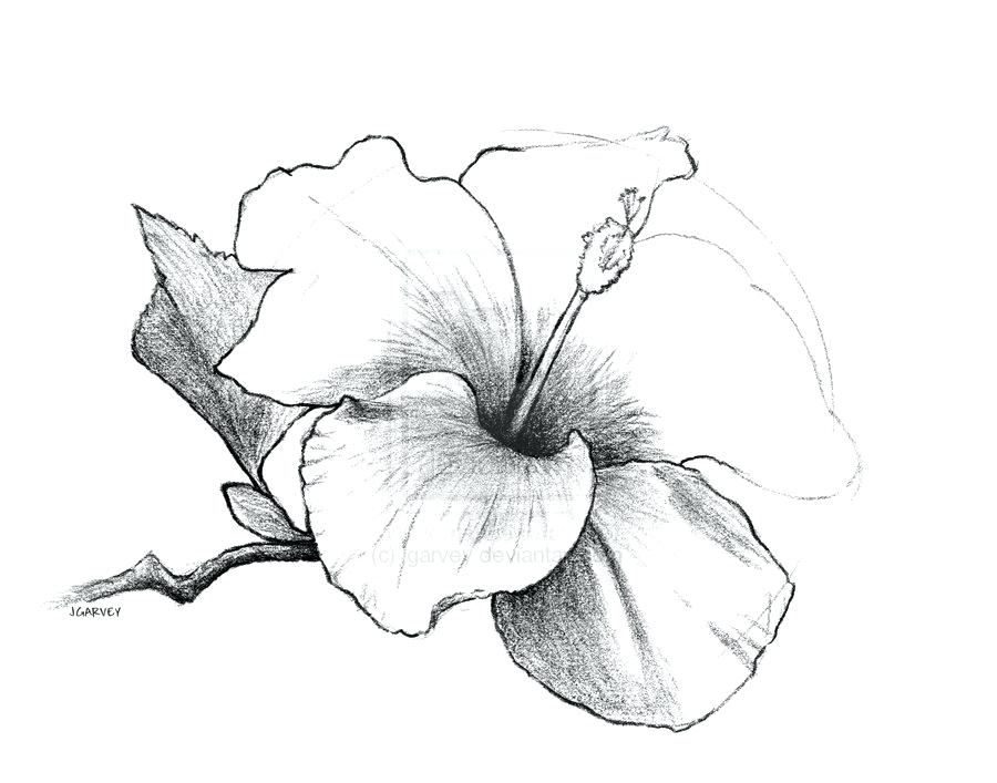 900x707 coloring pages to print flowers online for toddlers disney moana - Hawaiian Islands Drawing