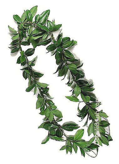 380x525 Hawaiian Lei Tattoos - Hawaiian Lei Drawing