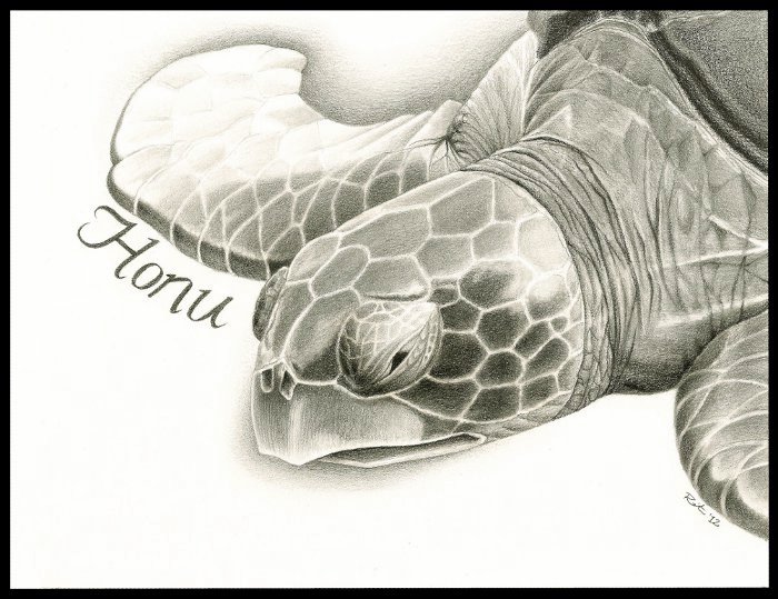 700x539 Hawaiian Sea Turtle I Sketch Pets - Hawaiian Sea Turtle Drawing