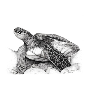300x300 Hawaiian Sea Turtle Drawing - Hawaiian Sea Turtle Drawing