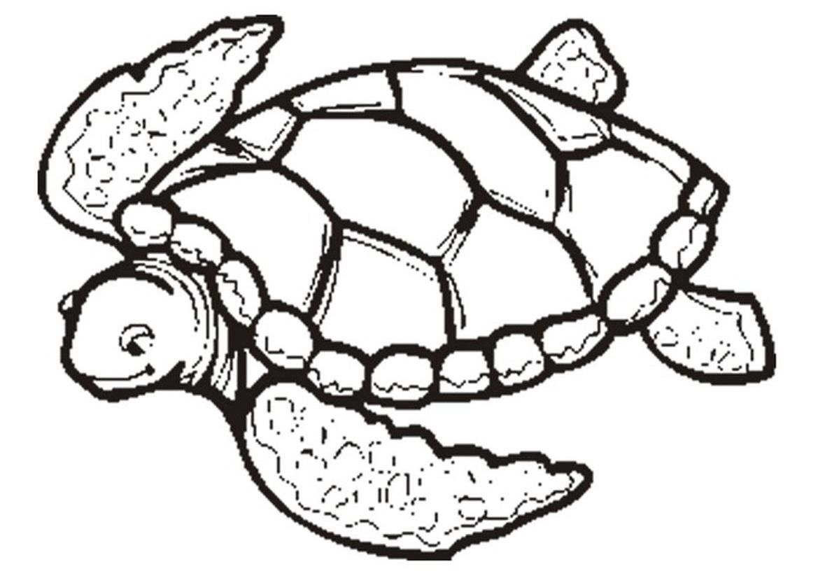 1169x826 Hawaiian Turtle Coloring Pages Printable Coloring - Hawaiian Turtle Drawing