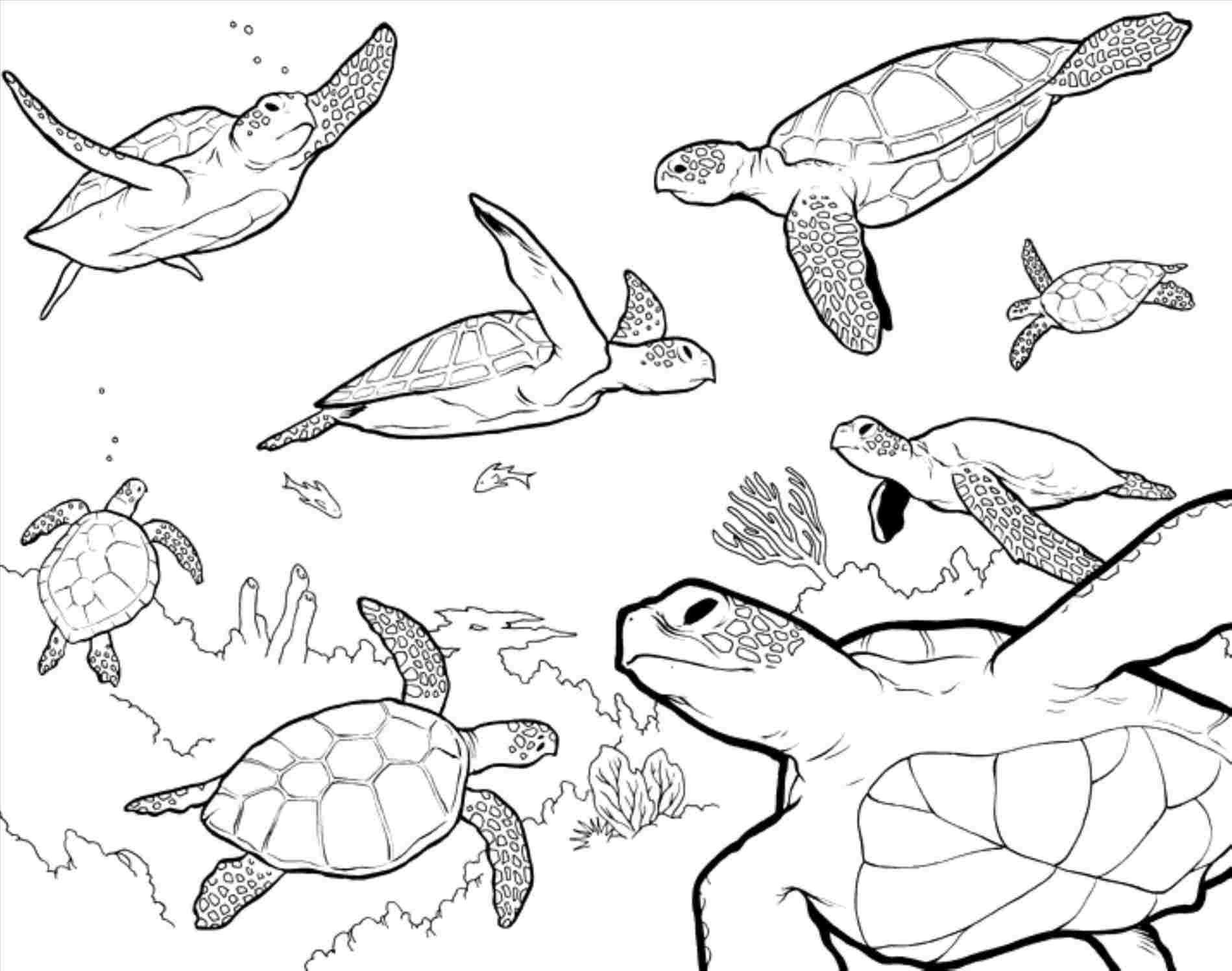 1899x1496 Sea How To Draw A Hawaiian Turtle Step - Hawaiian Turtle Drawing....