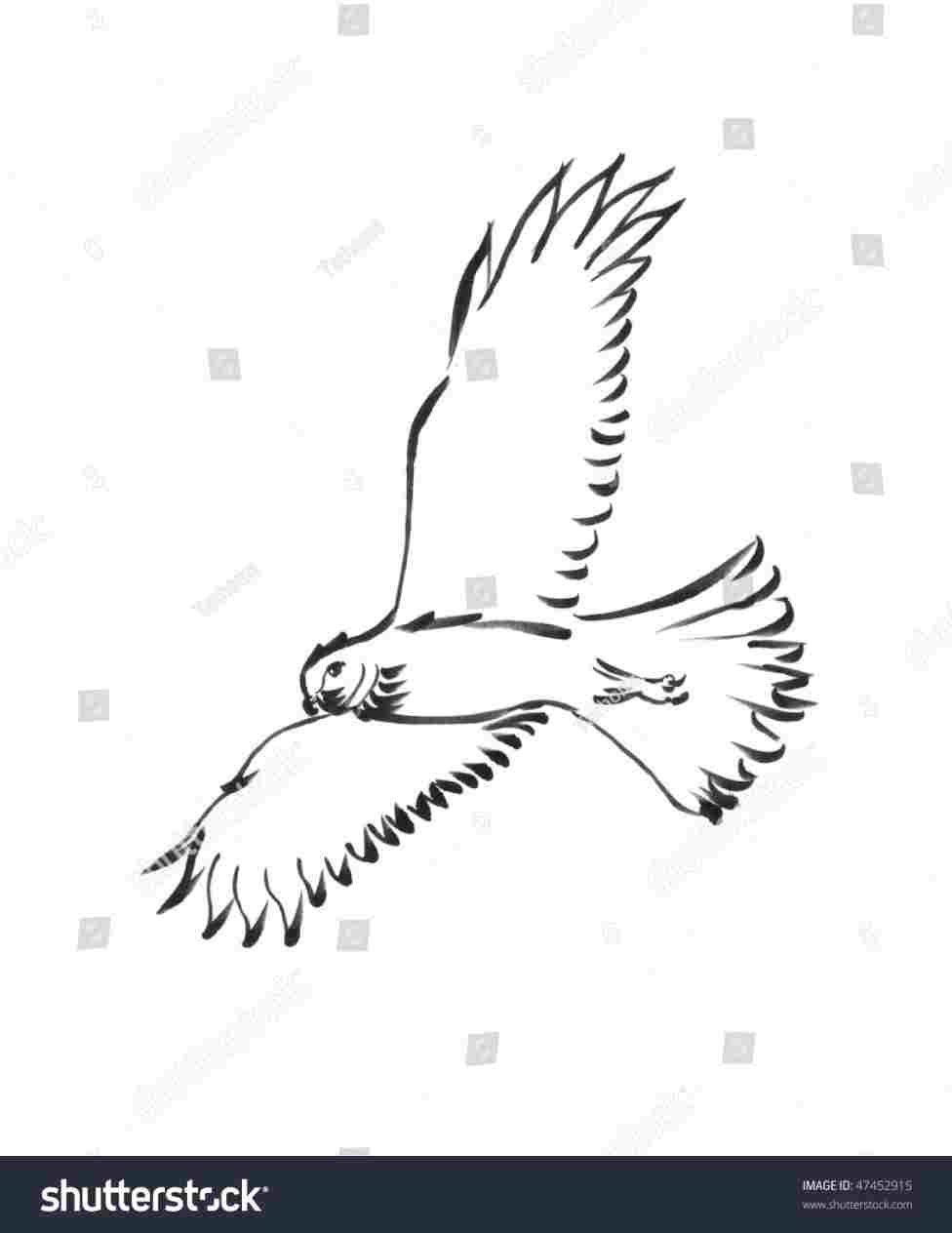 976x1264 Simple Drawings Of Cartoon Hawk - Hawk Cartoon Drawing