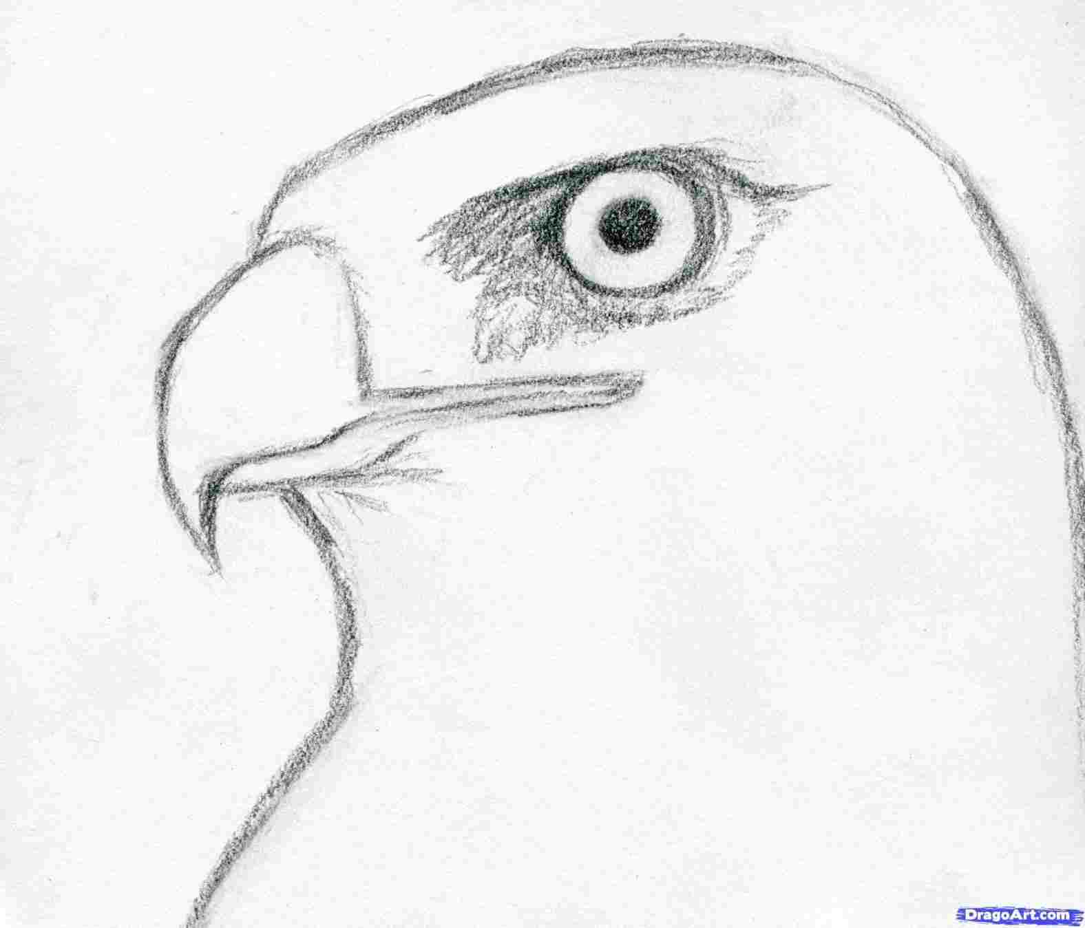 1576x1349  - Hawk Cartoon Drawing