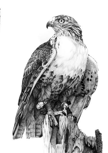 375x530 Hawk Drawing - Hawk Drawing
