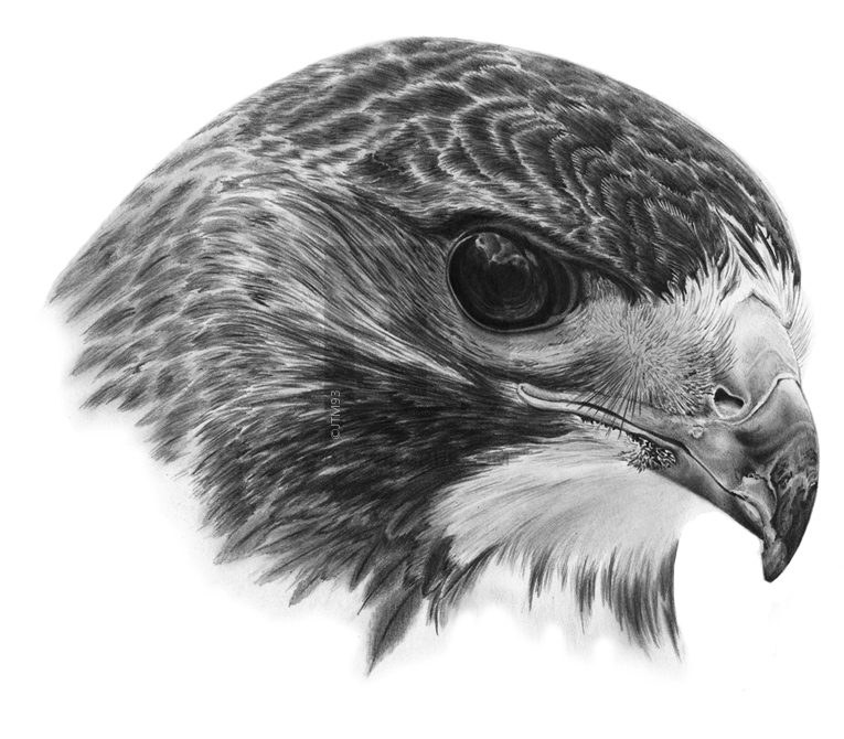 765x670 How To Draw A Realistic Hawk, Step - Hawk Drawing