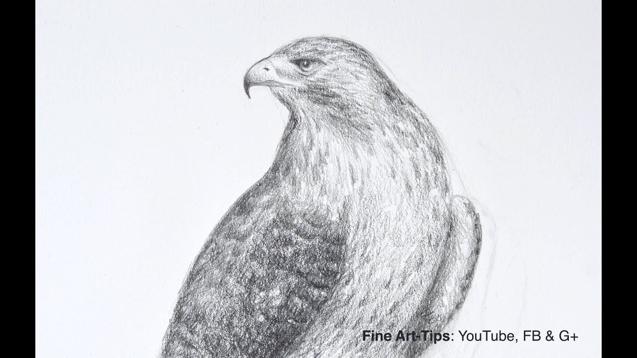 1280x720 How To Draw A Falcon - Hawk Drawing