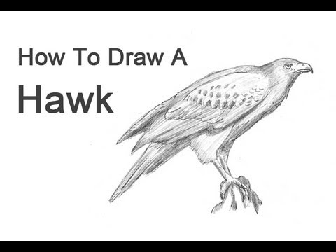 480x360 How To Draw A Hawk - Hawk Drawing