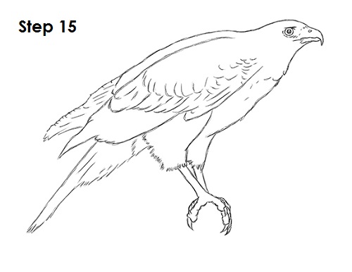 500x386 How To Draw A Hawk - Hawk Drawing