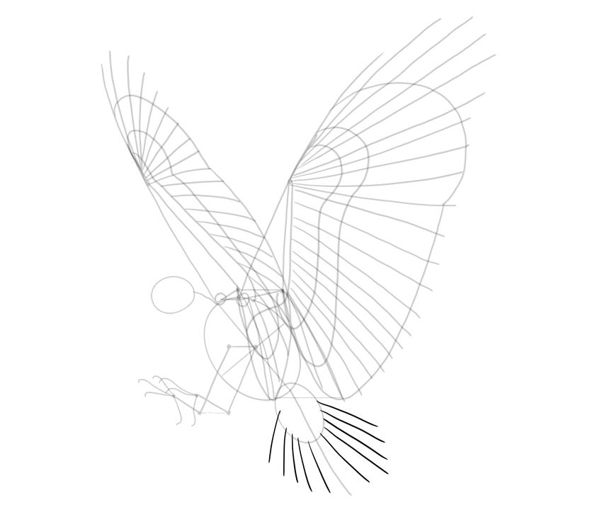 850x713 How To Draw A Hawk - Hawk Drawing