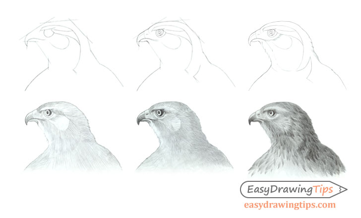 728x440 How To Draw A Realistic Hawk's Head Step - Hawk Drawing