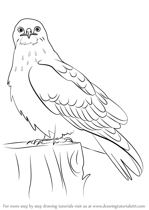 598x844 Learn How To Draw A Rough Legged Hawk - Hawk Drawing