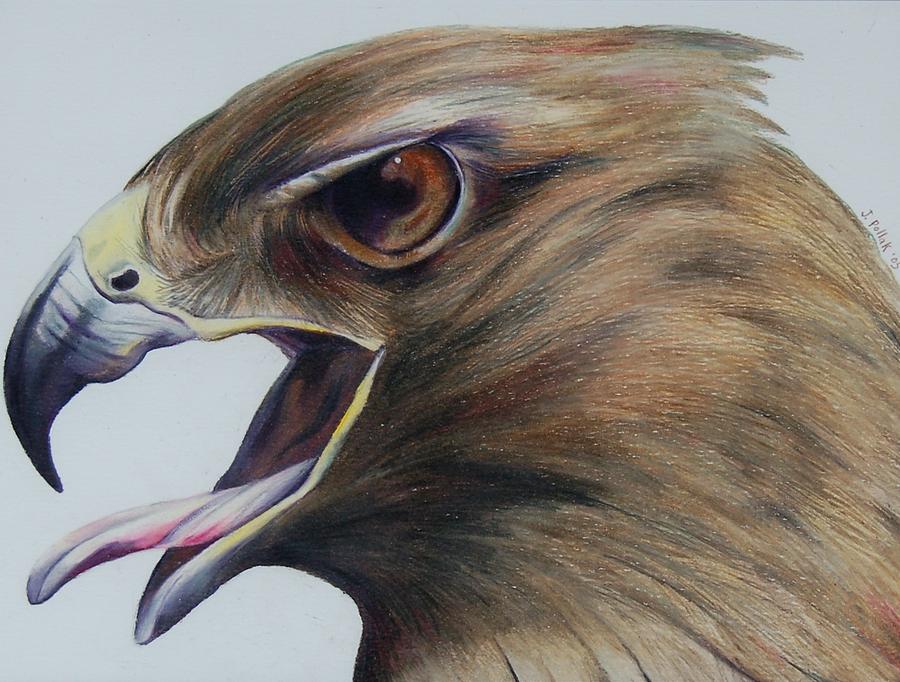 900x682 Red Hawk Drawing - Hawk Drawing