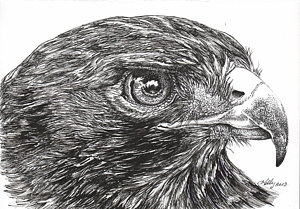 300x209 Red Tail Hawk Drawing - Hawk Drawing