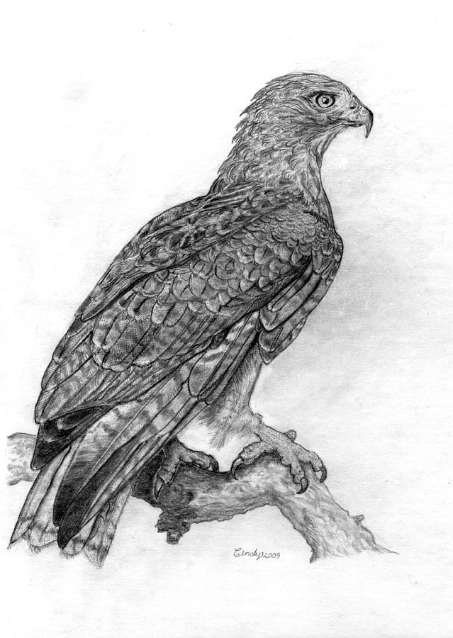 639x900 Red Tailed Hawk Drawing - Hawk Drawing