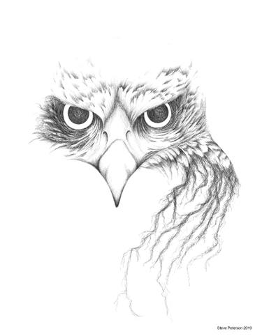 375x482 Red Tailed Hawk Drawing - Hawk Drawing