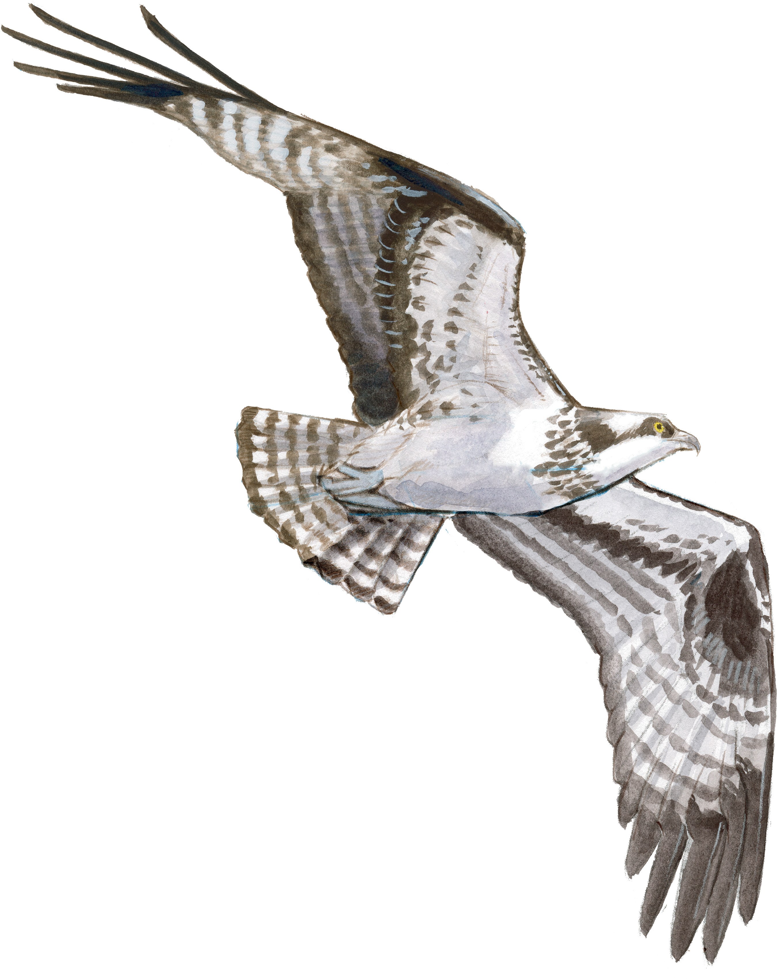 2700x3400 Drawing Hawks In Flight - Hawk Drawing