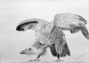 375x268 Hawk Drawing - Hawk Drawing