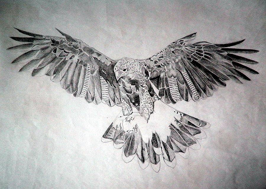 900x640 Hawk Drawing - Hawk Drawing