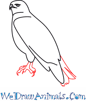 300x350 How To Draw A Hawk - Hawk Drawing Step By Step