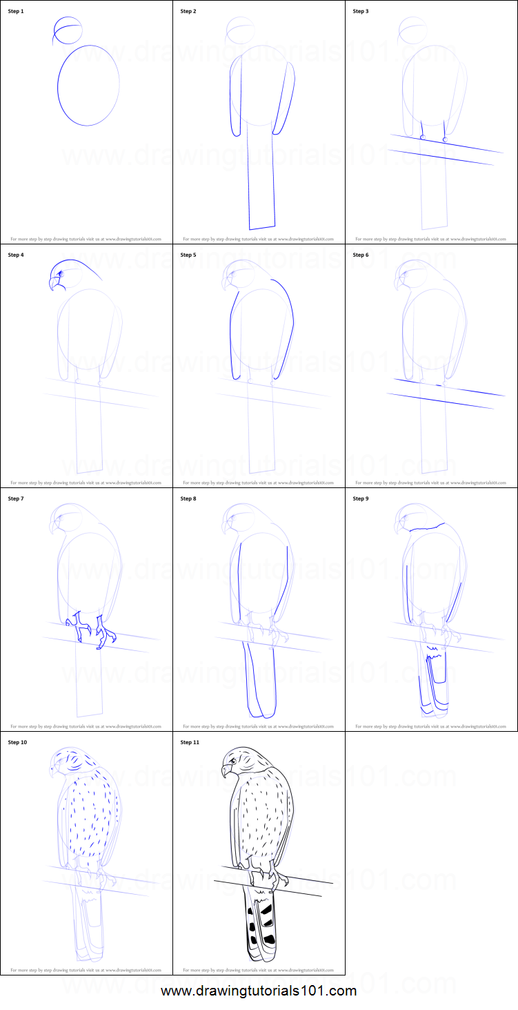 751x1463 How To Draw A Cooper's Hawk Printable Step - Hawk Drawing Step By Step