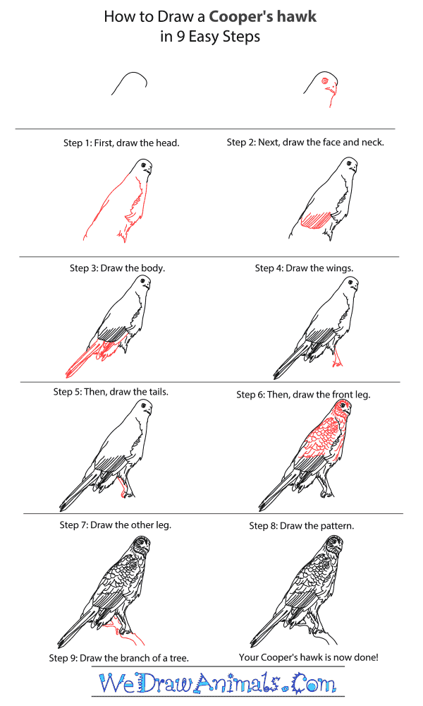 600x1000 How To Draw A Cooper's Hawk - Hawk Drawing Step By Step