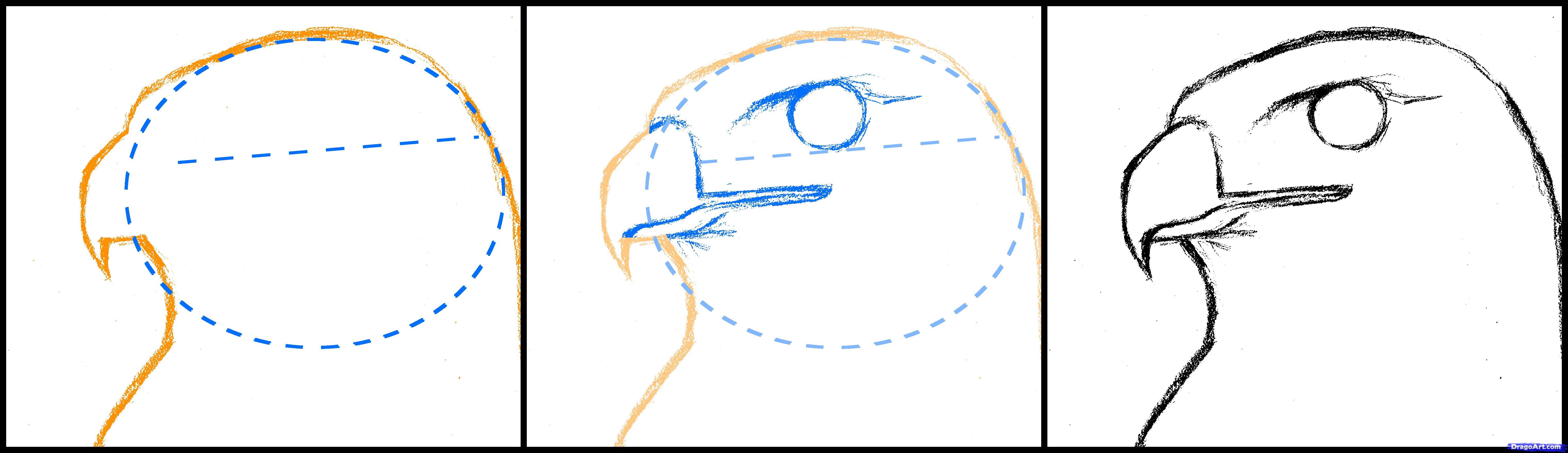 6081x1756 How To Draw A Hawk, Red Tailed Hawk, Step - Hawk Drawing Step By Step