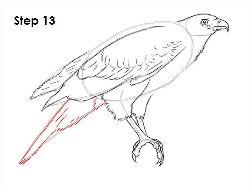 500x386 How To Draw A Hawk - Hawk Drawing Step By Step