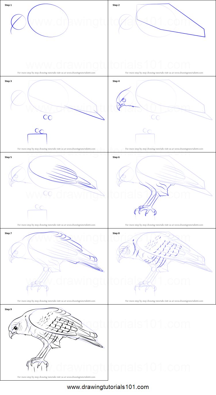 751x1371 How To Draw A Hawk Printable Step - Hawk Drawing Step By Step
