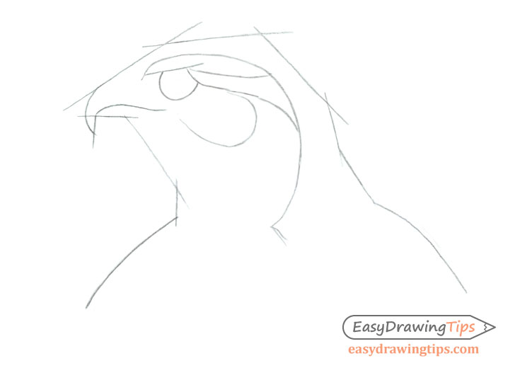 728x520 How To Draw A Realistic Hawk's Head Step - Hawk Drawing Step By Step