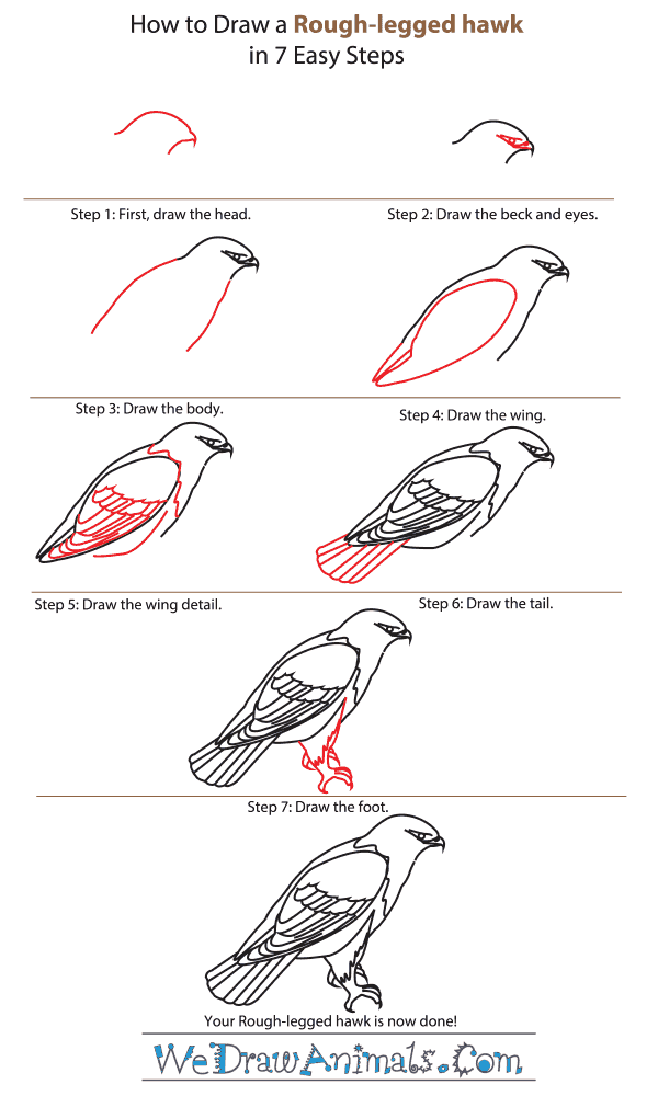 600x1000 How To Draw A Rough Legged Hawk - Hawk Drawing Step By Step