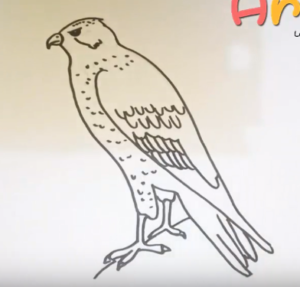 300x287 How To Draw A Hawk Easy Step - Hawk Drawing Step By Step
