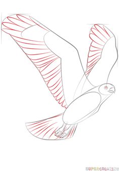 236x340 How To Draw A Hawk Flying Step - Hawk Drawing Step By Step