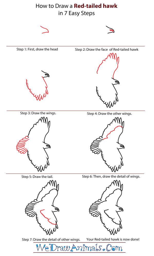 600x1000 Image Result For How To Draw Hawk Drawings Drawings, Eagle - Hawk Drawing Step By Step