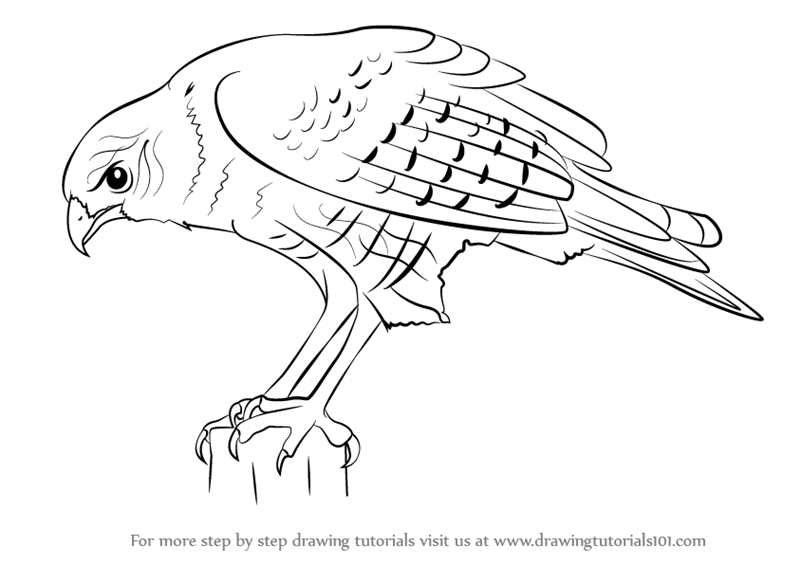 800x565 Learn How To Draw A Hawk - Hawk Drawing Step By Step