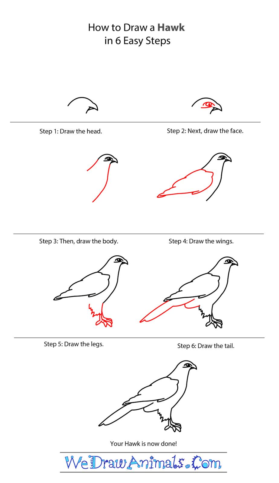 Hawk Drawing Step By Step at Explore collection of