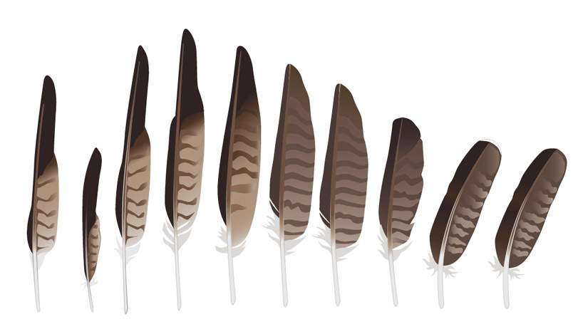 804x469 Drawing Hawks For A New Book - Hawk Feather Drawing