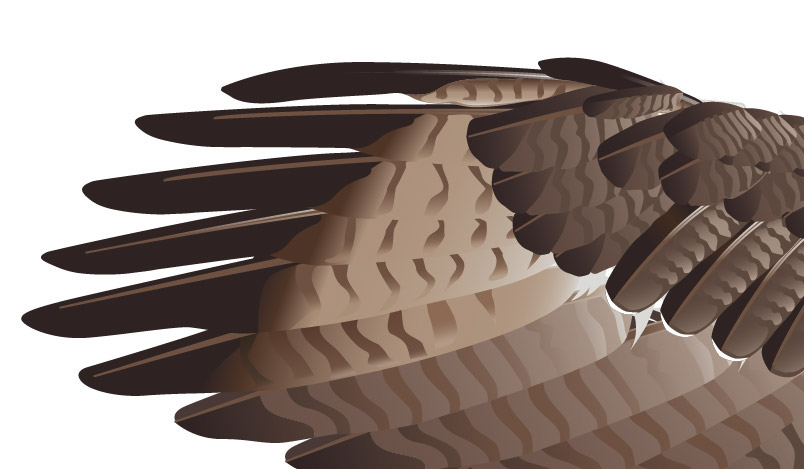 804x469 Drawing Hawks For A New Book On Behance - Hawk Feather Drawing