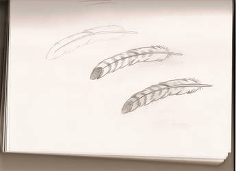 344x250 Hawk Feather - Hawk Feather Drawing